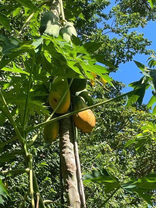 Magica Cabana En Medio Del Bosque En Isla Venado Lepanto المظهر الخارجي الصورة