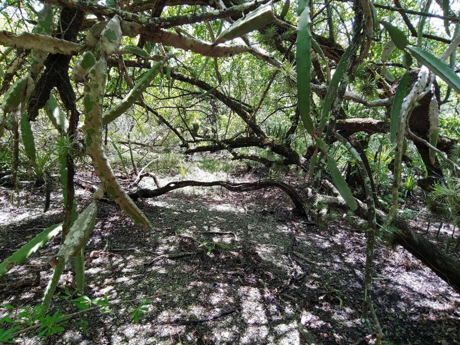 Magica Cabana En Medio Del Bosque En Isla Venado Lepanto المظهر الخارجي الصورة