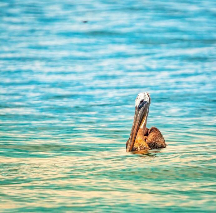 Magica Cabana En Medio Del Bosque En Isla Venado Lepanto المظهر الخارجي الصورة